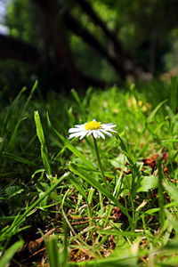 Close-up of white flower on field