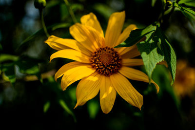 Close-up of yellow flowering plant