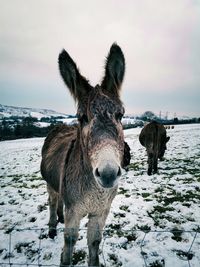 Donkey in a snow-covered field