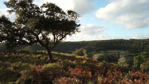 Scenic view of agricultural field against sky