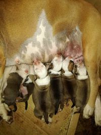 High angle view of cat sleeping