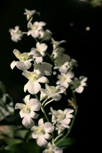 Close-up of white flowering plant against black background