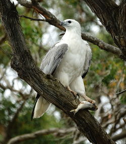 Bird perching on a tree