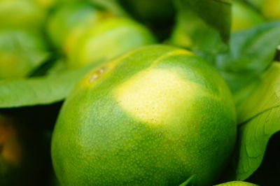 Close-up of fruit