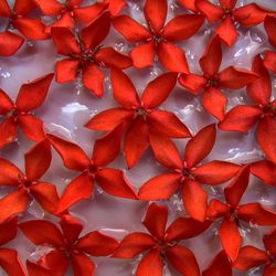 Full frame shot of red flowers