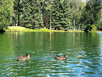 View of ducks swimming in lake