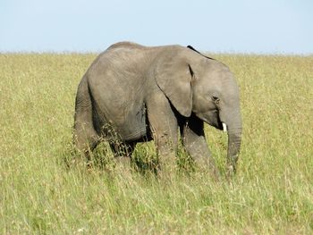 View of elephant on field