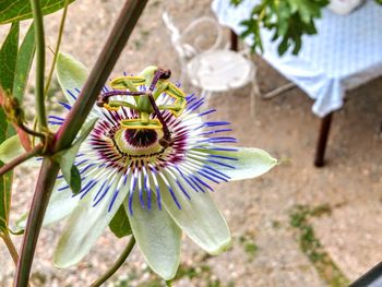 High angle view of purple flowering plant