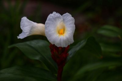 Close-up of white flowering plant