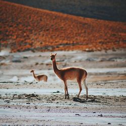 Deer standing on landscape