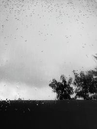 Close-up of tree against sky during rainy season