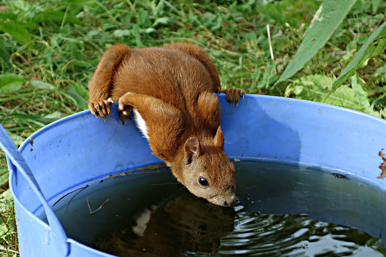 A squirrel drinking