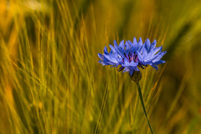 Close-up of purple flowering plant on field