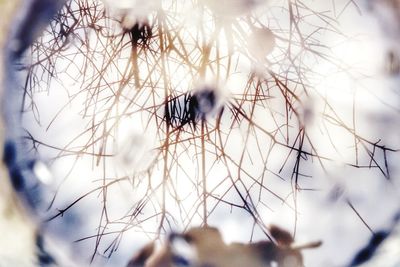 Close-up of a snow on plant