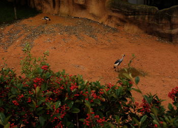 High angle view of a bird on field