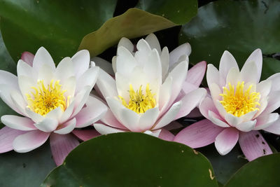 Close-up of lotus water lily in lake