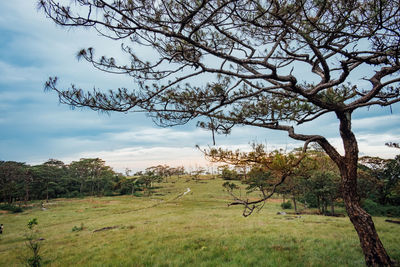 Trees on field against sky