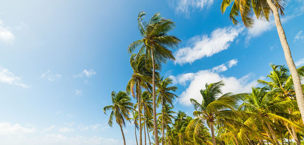 Low angle view of coconut palm trees against blue sky