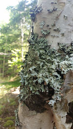 Close-up of tree trunk in forest