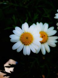 Close-up of white daisy flower