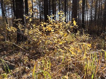 Plants growing on field