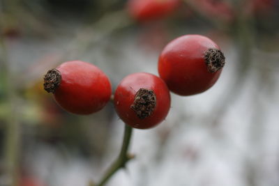 Close-up of cherries on tree