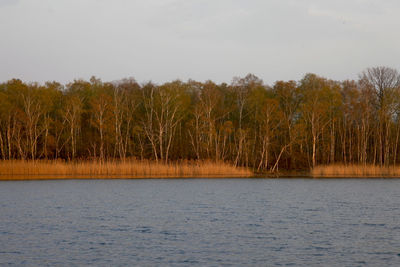 Scenic view of lake by trees against sky