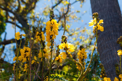 Low angle view of yellow flowers blooming in forest