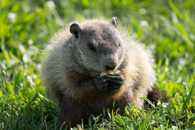 Close-up of a ground hog eating a nut on a sunny day at the park