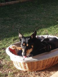 Dog resting on a field