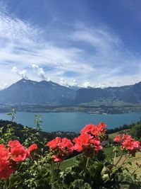 View of flowering plants against cloudy sky