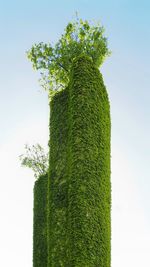 Low angle view of tree against clear sky