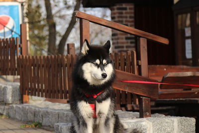 Portrait of dog looking away