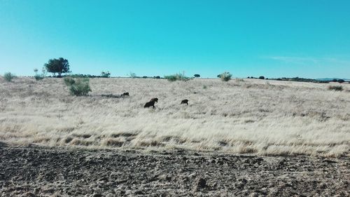 Sheep on field against clear sky