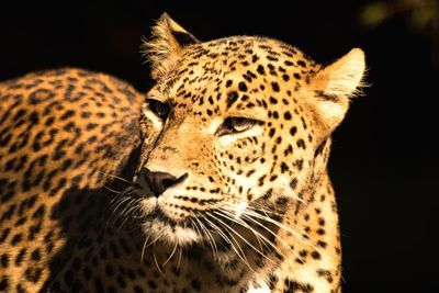 Close-up of tiger against black background