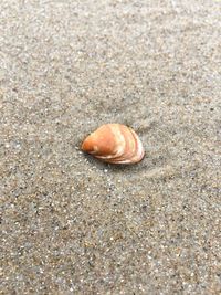 Close-up of snail on sand