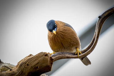 Close-up of bird perching against clear sky