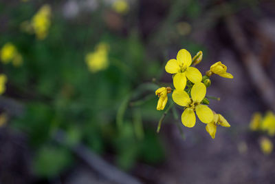 Close-up of yellow flowering plant