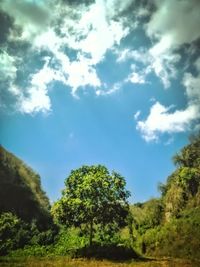 Low angle view of trees against sky