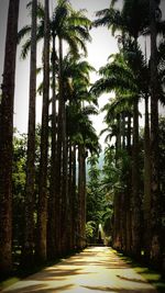 Walkway amidst trees against sky