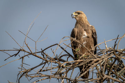 Tawny eagle