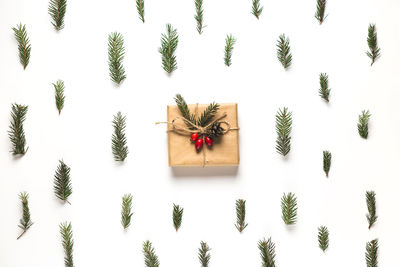 High angle view of plants against white background