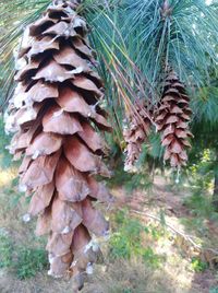 High angle view of pine cone on field