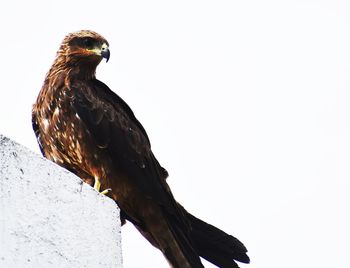 Low angle view of eagle perching on the sky