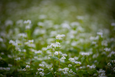 Close-up of white soba flowering plant on field