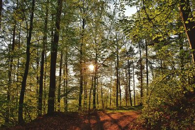 Low angle view of sunlight streaming through trees in forest