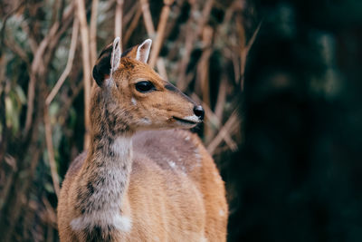 Close-up of a rabbit looking away