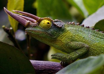 Close-up of jacksons chameleon on tree in forest