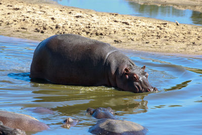 A hippopotamus entering the river