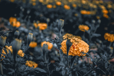 Close-up of wilted flower on field